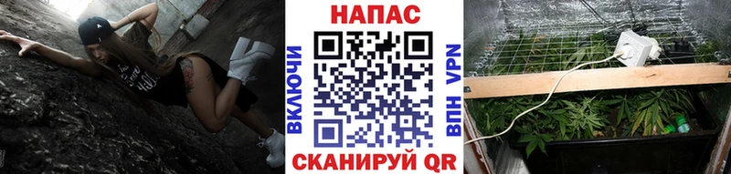 где найти   Рошаль  Бошки Шишки гибрид 